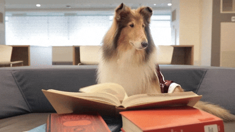 Studog.