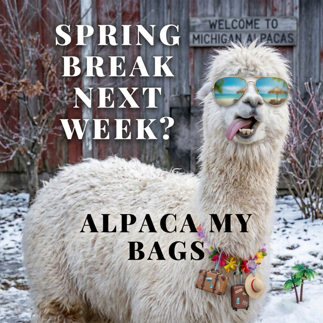 Alpaca